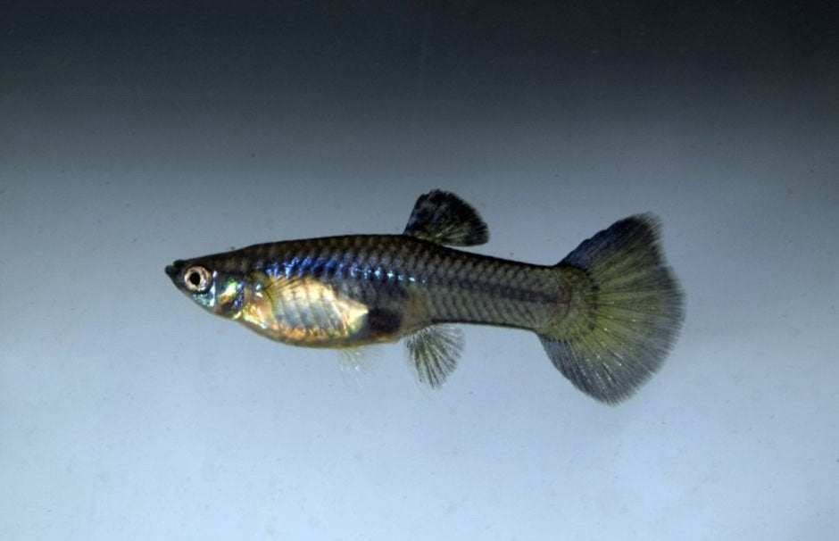 Laatste High Grade Blue Moscow Guppy Vrouwtje! (€1)