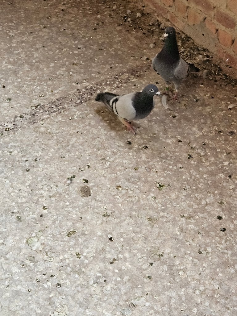 duiven, Dieren en Toebehoren, Meerdere dieren, Postduif