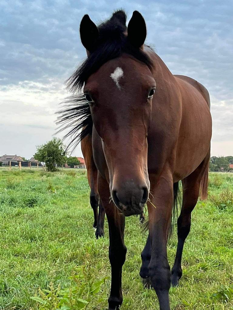 Knappe 6-jjarige merrie, Jument