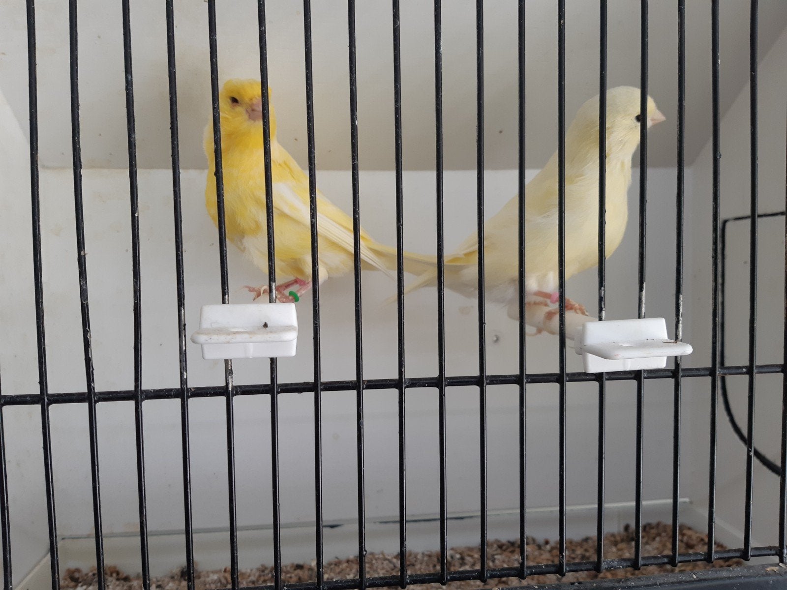Gele kanaries, Dieren en Toebehoren