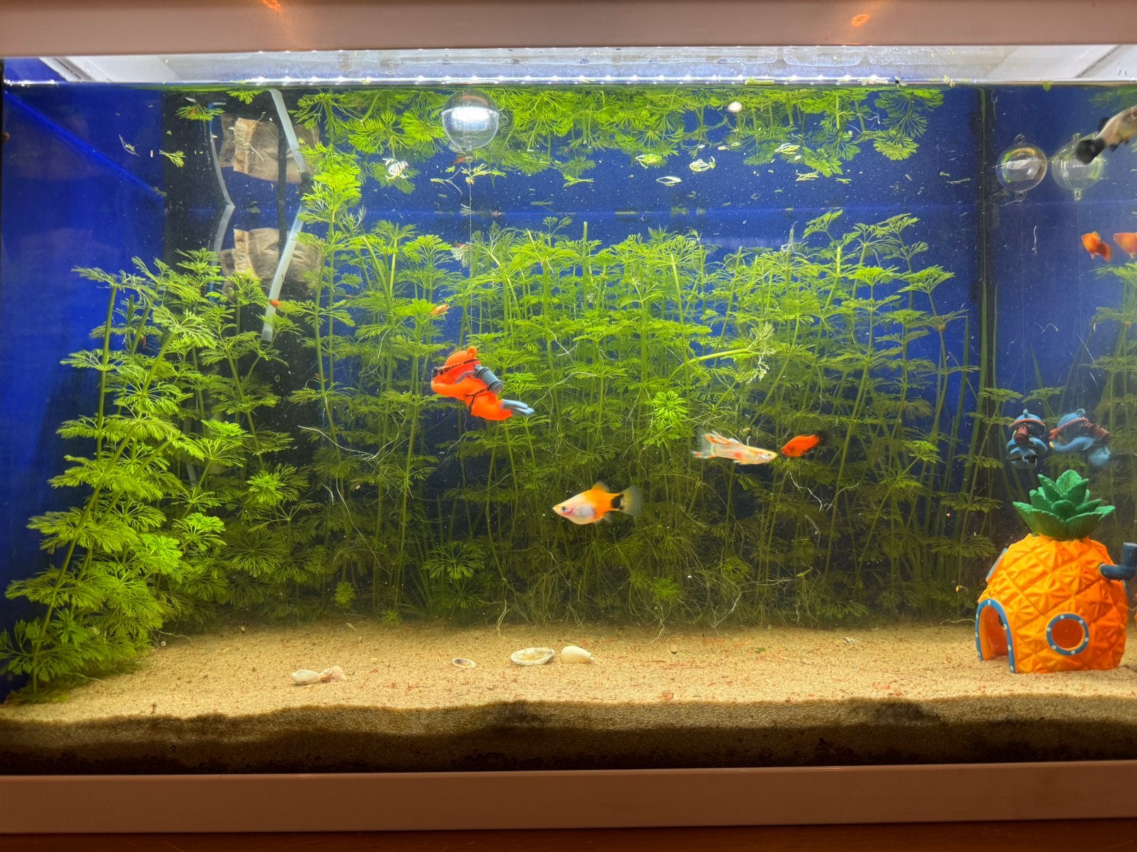 Aquarium, Ophalen, Gebruikt, Juwel