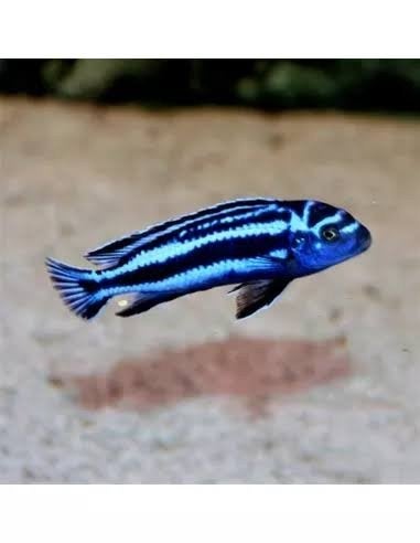 gezocht melanochromis cyaneorhabdos maingano, Dieren en Toebehoren