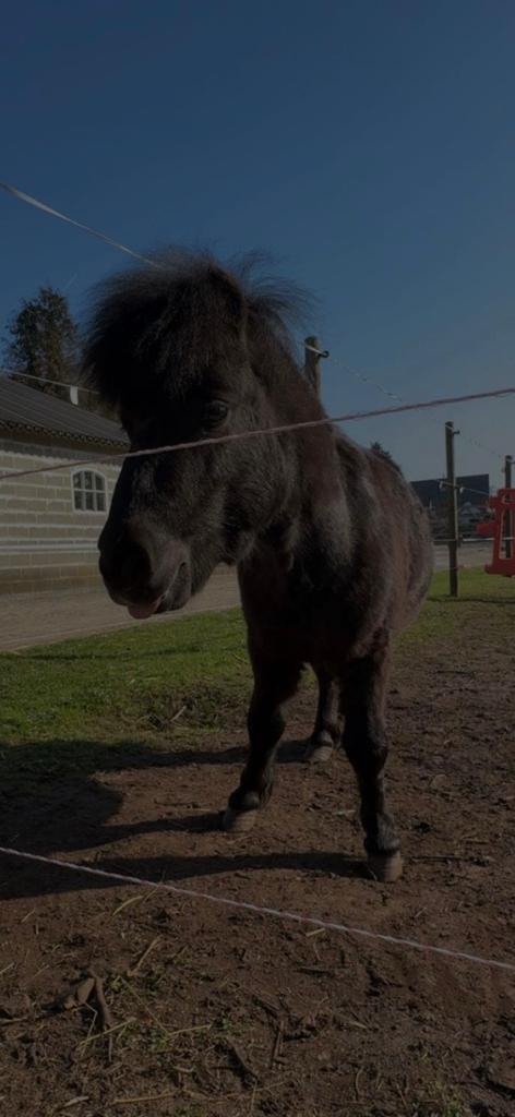 Pony te koop, Hengst
