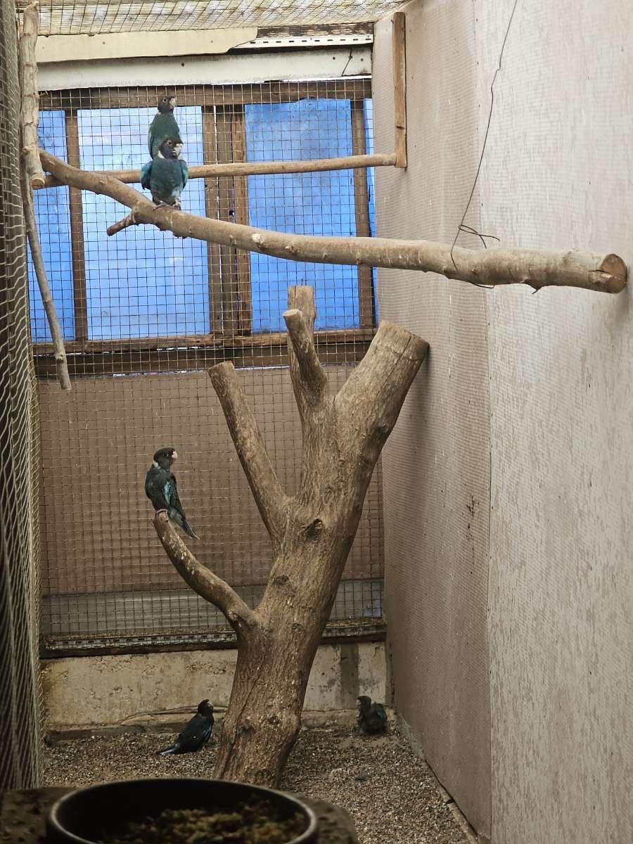 Twenty eight, Dieren en Toebehoren, Vogels | Parkieten en Papegaaien, Meerdere dieren, Parkiet, Geringd