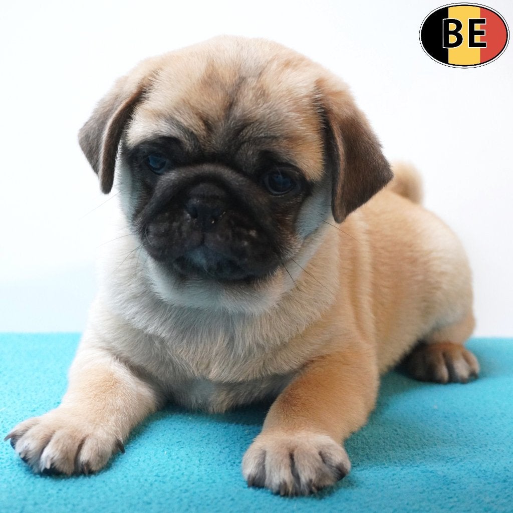 Carlin, adorables chiots belges à vendre, Commerçant, Maladie de Carré (chiens), Autres races, 8 à 15 semaines