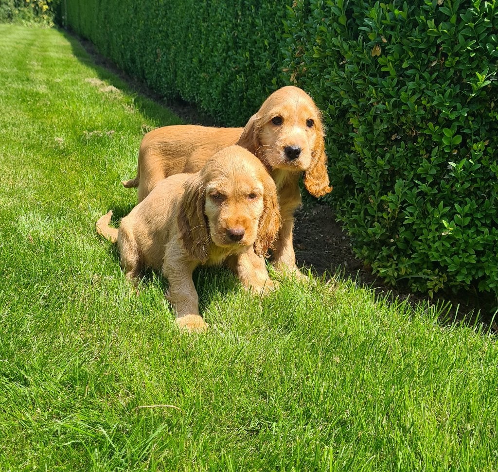 engelse cocker pups, Dieren en Toebehoren, Honden | Retrievers, Spaniëls en Waterhonden, België, CDV (hondenziekte), 8 tot 15 weken