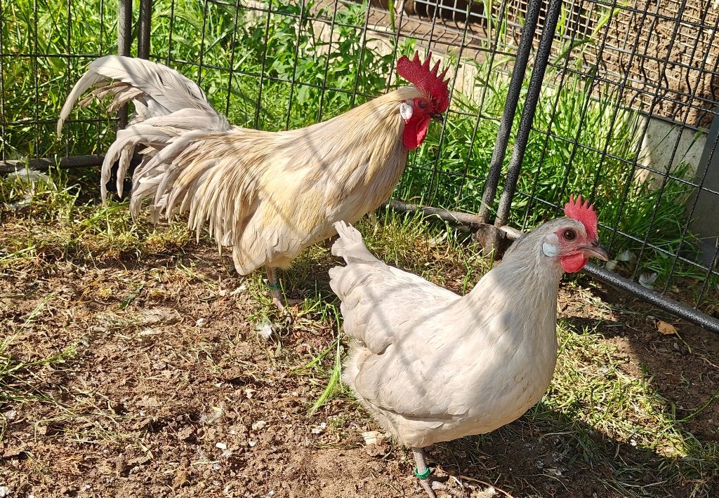 Trio kriel bassette, Dieren en Toebehoren, Pluimvee, Meerdere dieren, Kip