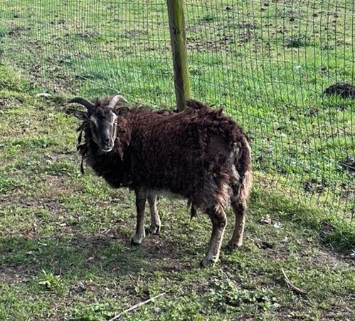 Soay schaap (ooi) te koop, Schaap