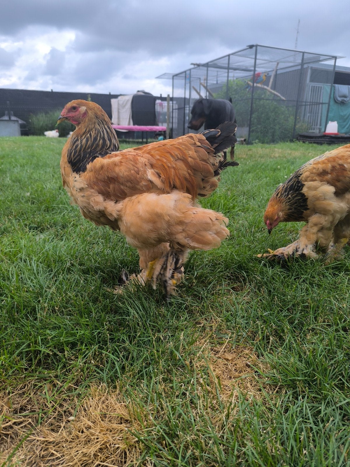 7 Brahma Buff Columbia HANEN, Dieren en Toebehoren, Pluimvee