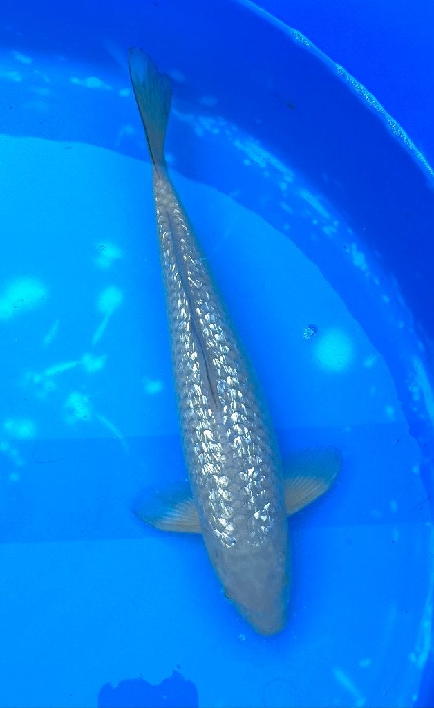 Tosai Ginrin Chagoi 32cm, Karper of Koi