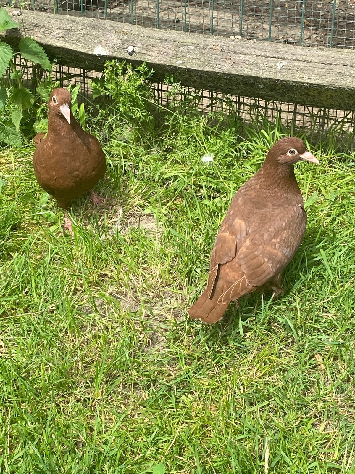 Jonge carneau duiven, Dieren en Toebehoren, Vogels | Duiven, Geslacht onbekend, Overige soorten