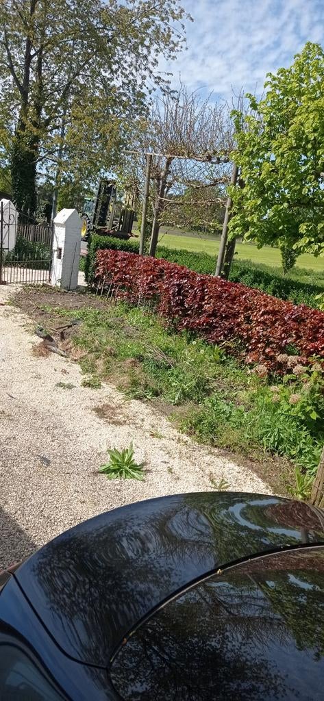 Gratis Haag, Ophalen, Beukenhaag, Haag