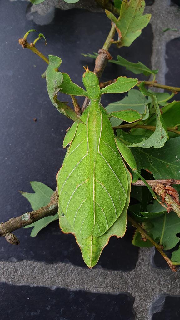 Wandelend blad Phyllium gantungense "Rizal", Autres espèces