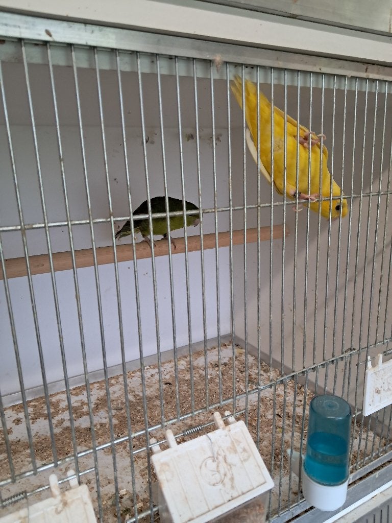 Catarinas te koop, Animaux & Accessoires, Volatiles, Plusieurs animaux, Autres espèces
