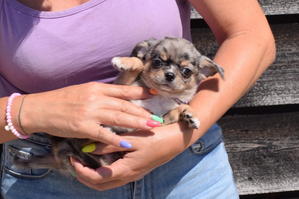 Chihuahua pups nieuwe nestjes, 15 weken tot 1 jaar, Buitenland, CDV (hondenziekte), Meerdere