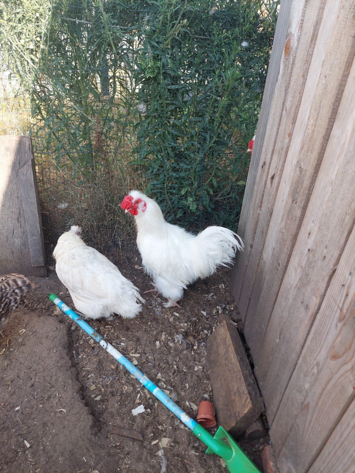 haan, Dieren en Toebehoren, Pluimvee