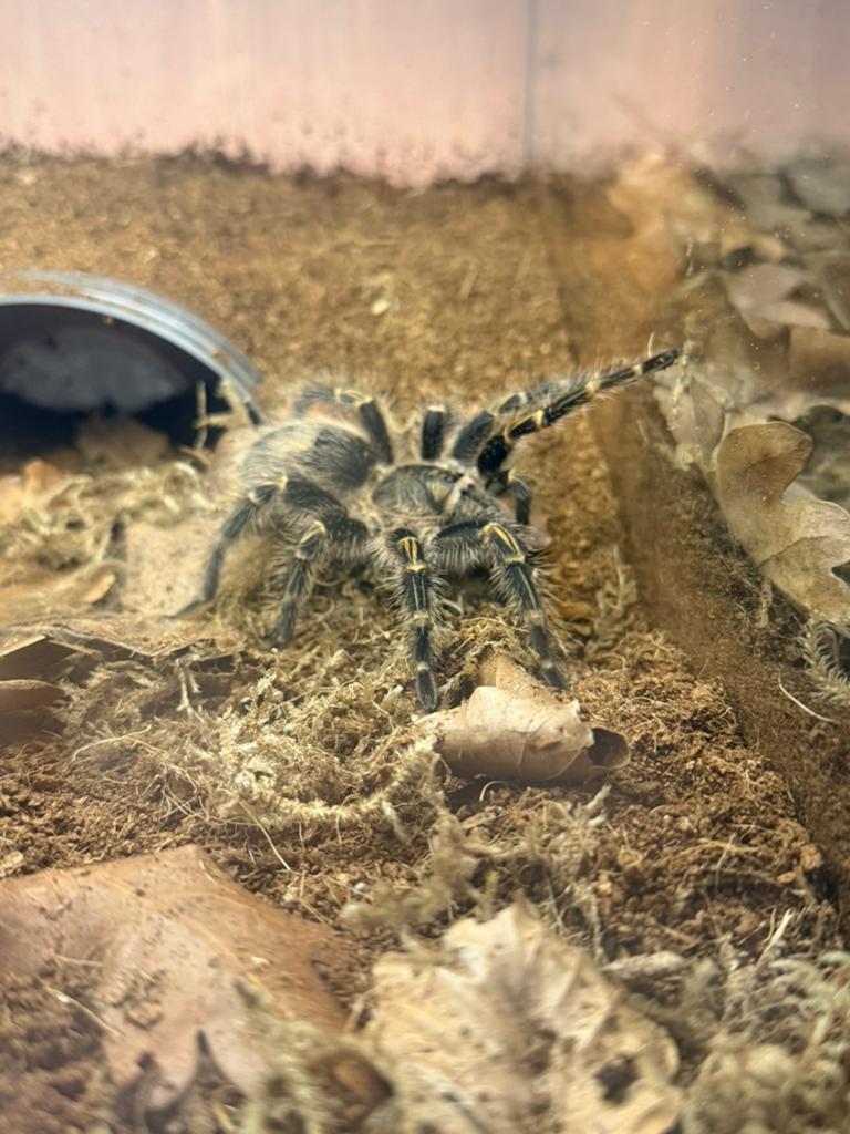 Grammostola Pulchripes vrouw