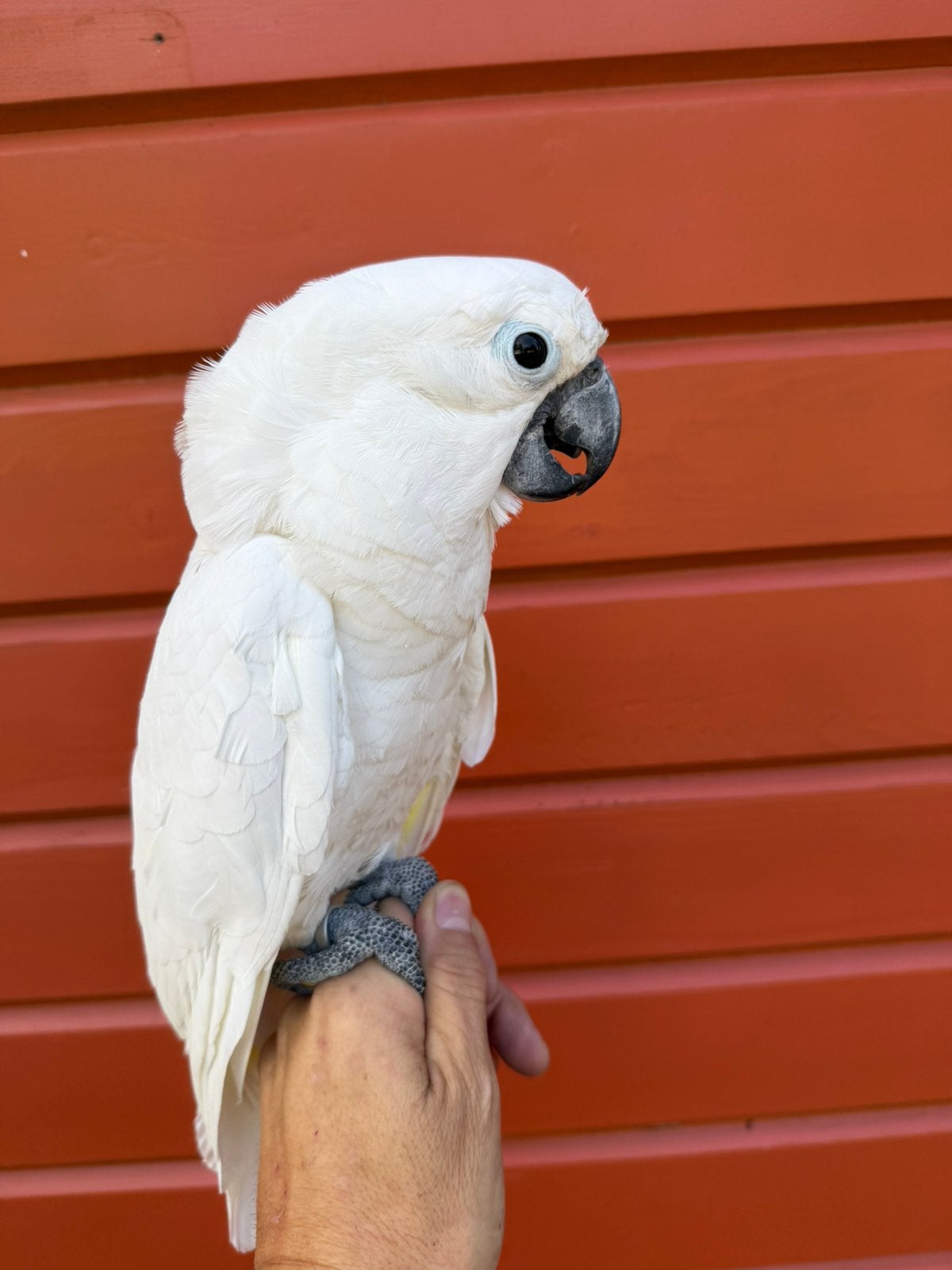 Alba witkuif kaketoe 12/2025, Dieren en Toebehoren, Mannelijk, Papegaai, Tam