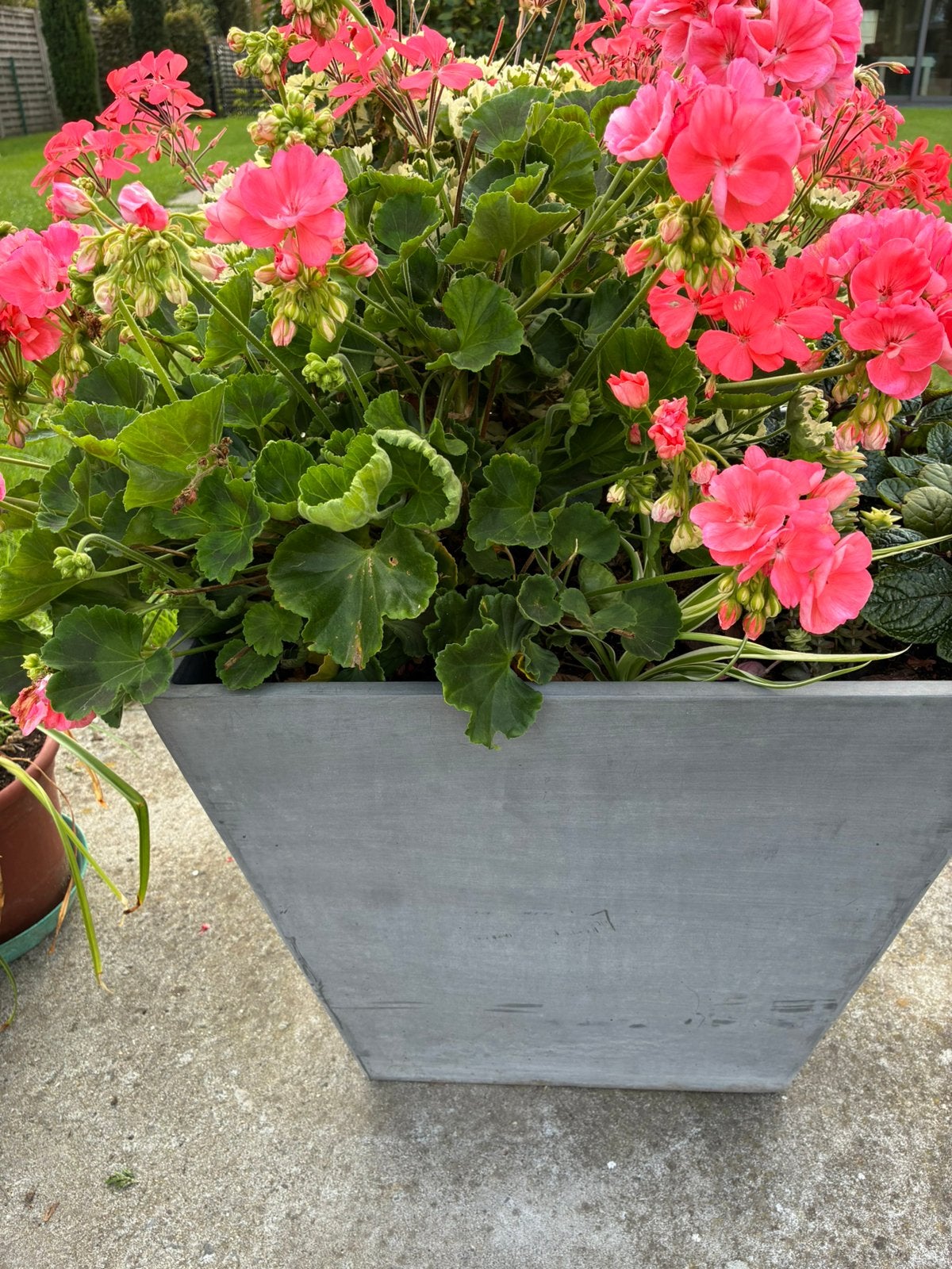 Pot met planten compleet, Ophalen, Zo goed als nieuw