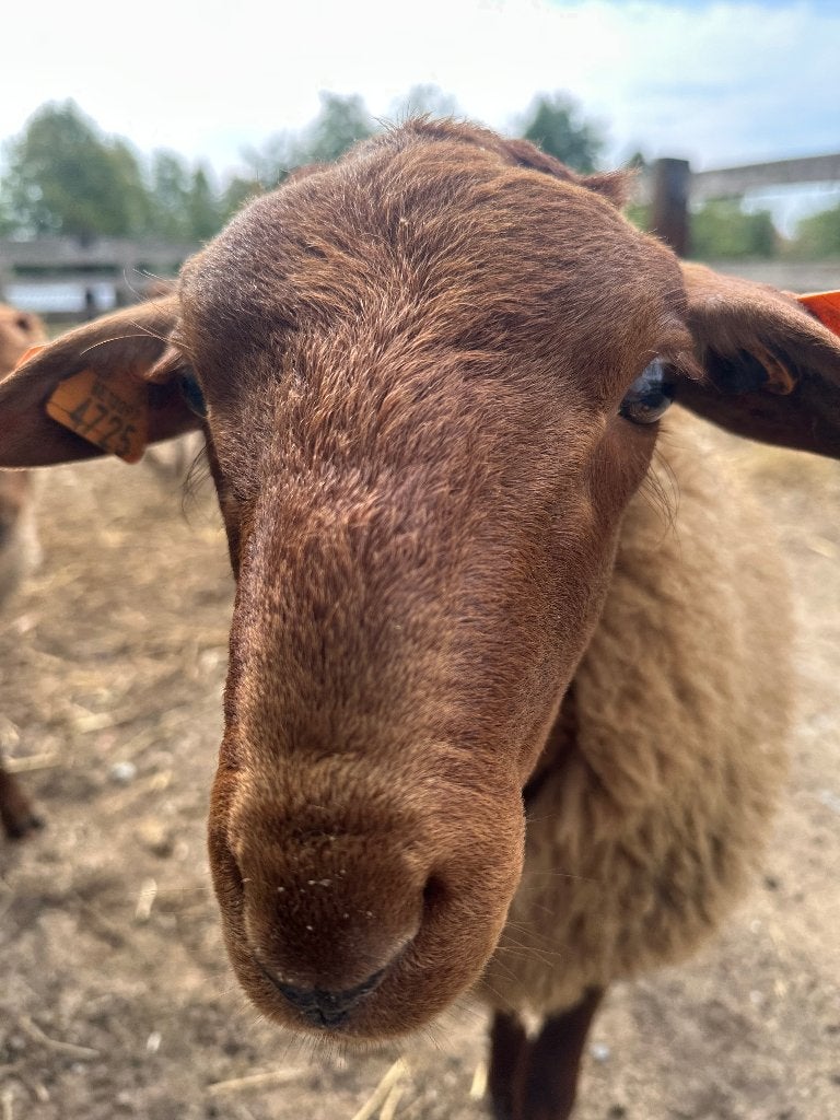 Ardeense voskop schapen, Dieren en Toebehoren, Schapen, Geiten en Varkens, Meerdere dieren, Schaap, 0 tot 2 jaar