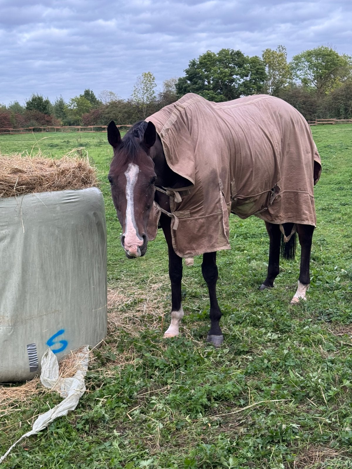 Lieve 9 jarige ruin, Avec puce électronique, Hongre, Débourré, 7 à 10 ans