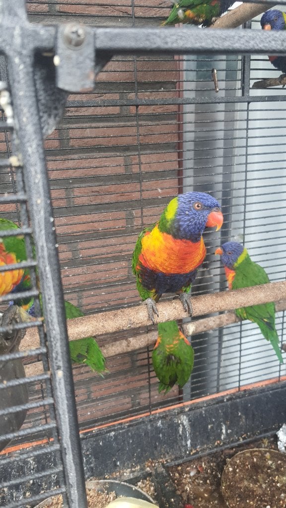 Lori van blauwe bergen koppel 350, Plusieurs animaux, Perroquet