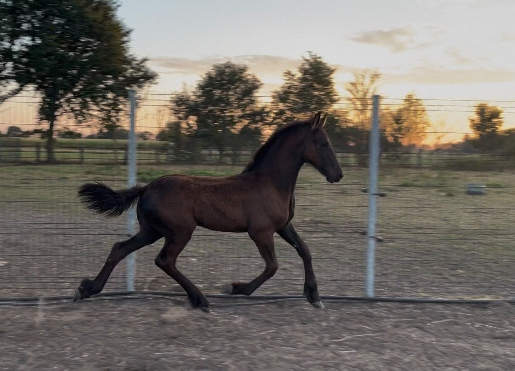 Prachtig Fries vol papier merrieveulen, Dieren en Toebehoren, Merrie, Met stamboom, Niet van toepassing, 0 tot 2 jaar