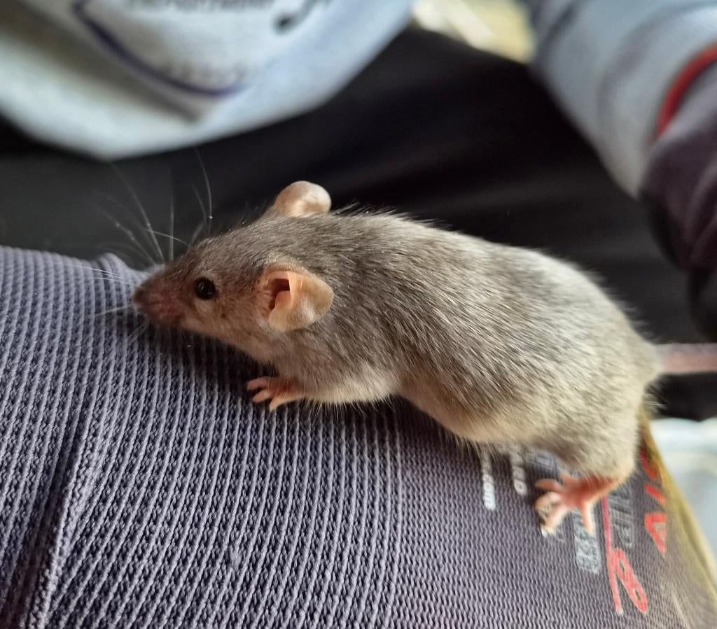Muisjes, Maart, Muis, Meerdere dieren, Tam