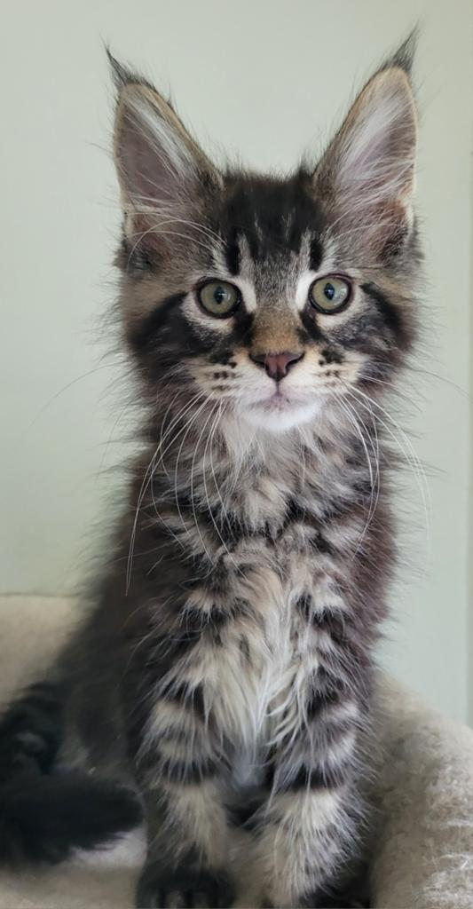 Maine Coon kittens, Dieren en Toebehoren, Katten en Kittens | Raskatten | Langhaar, Meerdere dieren, Gechipt, 0 tot 2 jaar