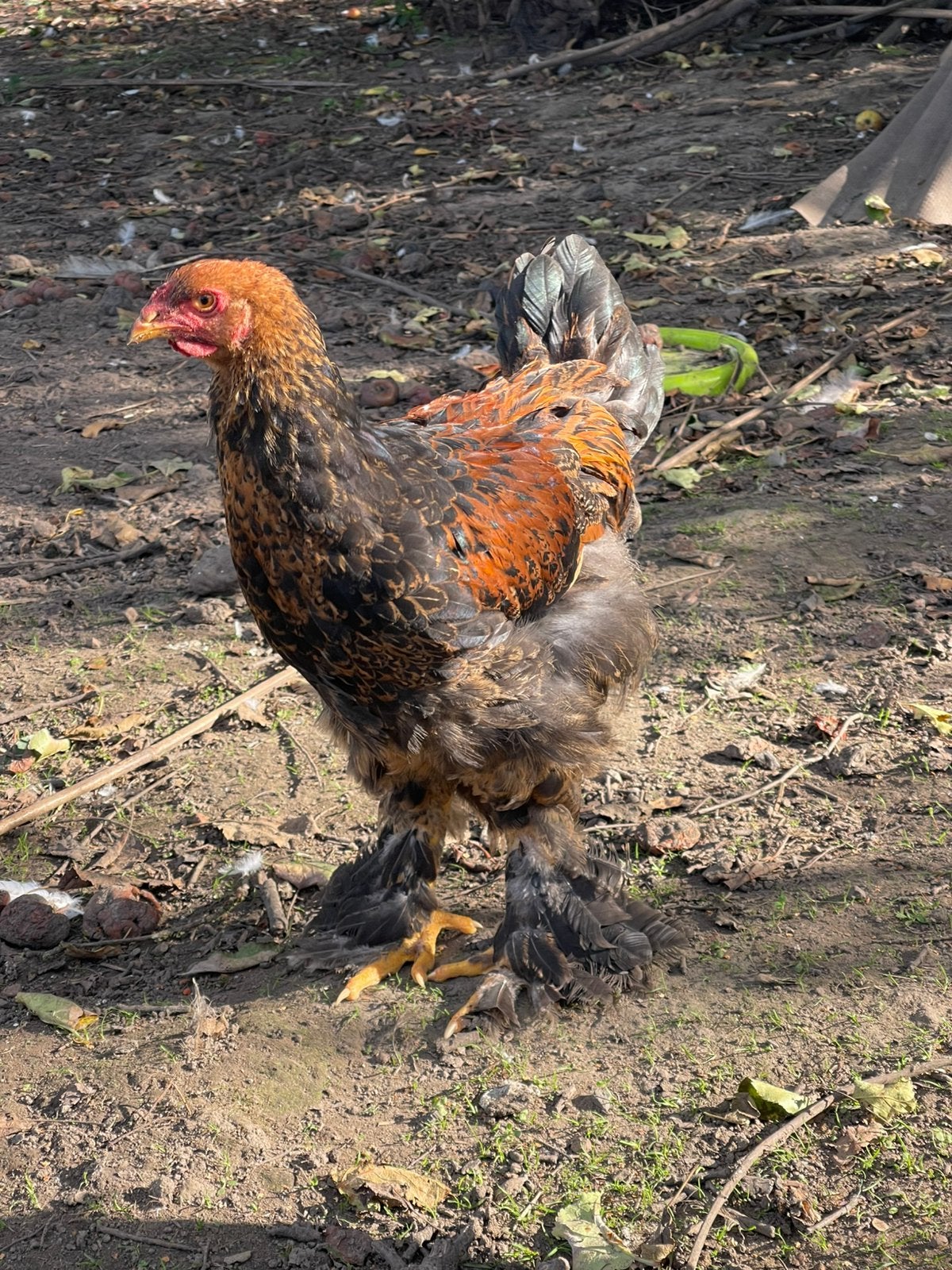 Brahma hanen, Mannelijk, Kip