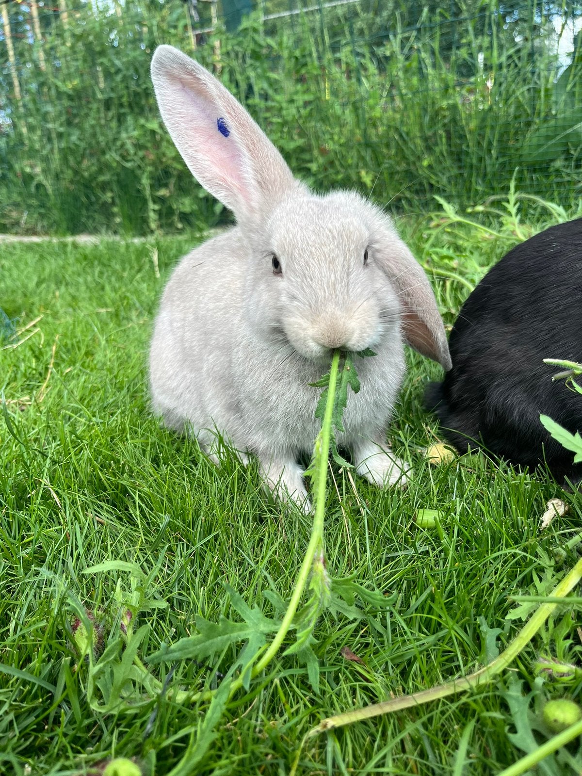 Rammetjes zoeken thuis, Animaux & Accessoires, Lapins