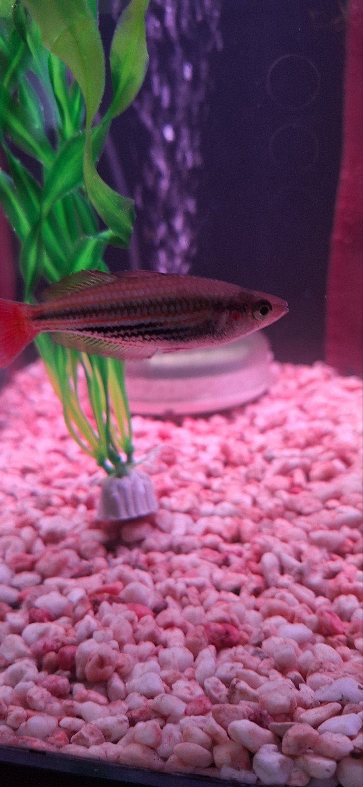 Melanotaenia splendida