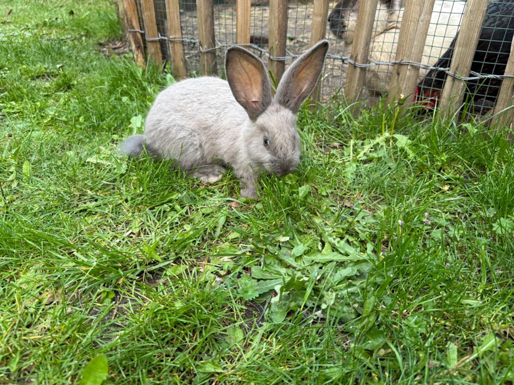 Duitse reus voedster, Dieren en Toebehoren