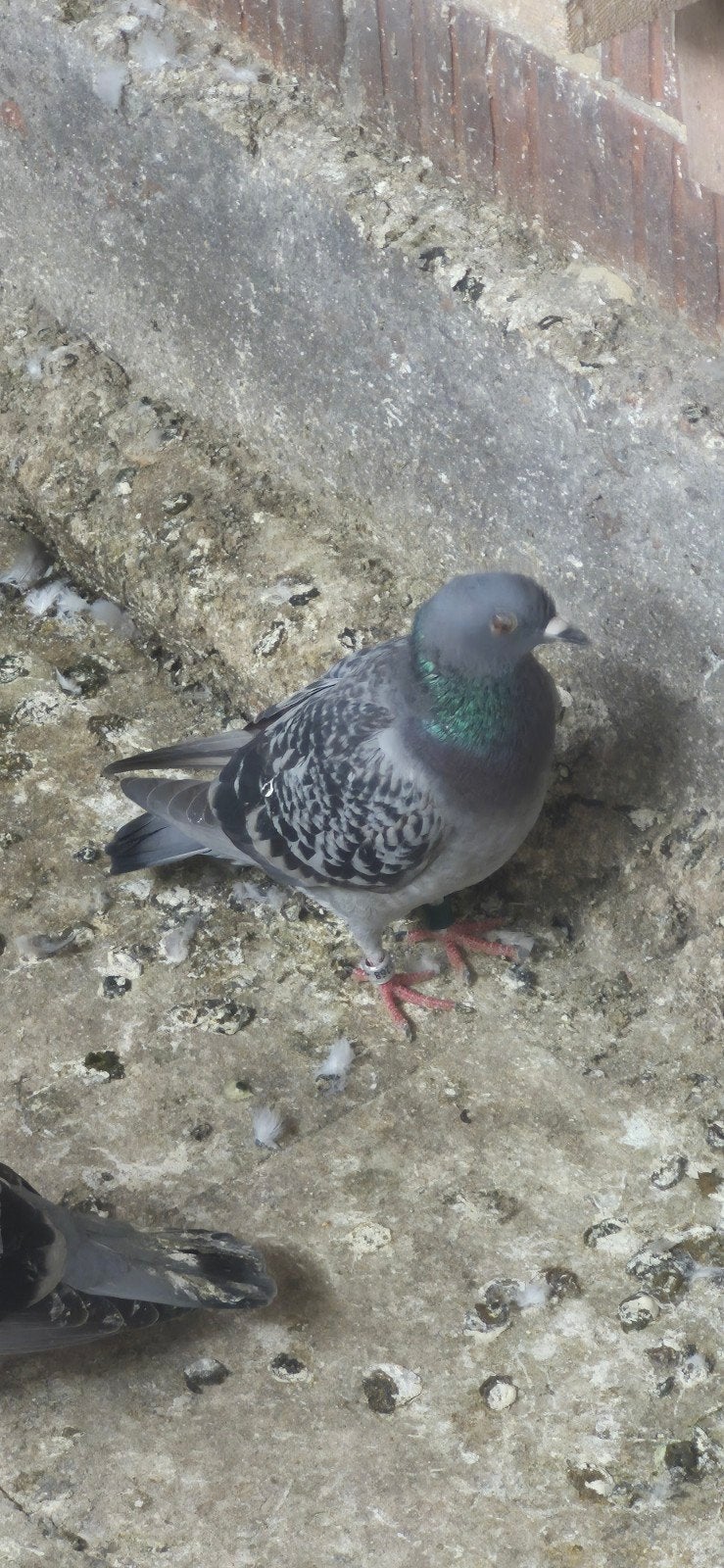 Duiven te koop