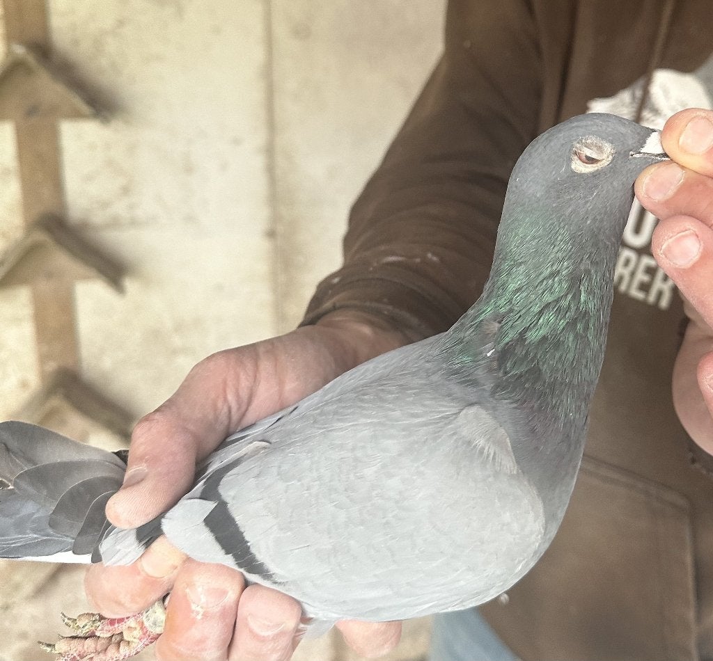 Bewezen kweekduiven, Femelle, Pigeon voyageur