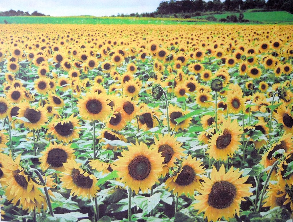 Groot canvas zonnebloemen, Huis en Inrichting, Geel, Ophalen of Verzenden, Zo goed als nieuw, Natuurlijk materiaal