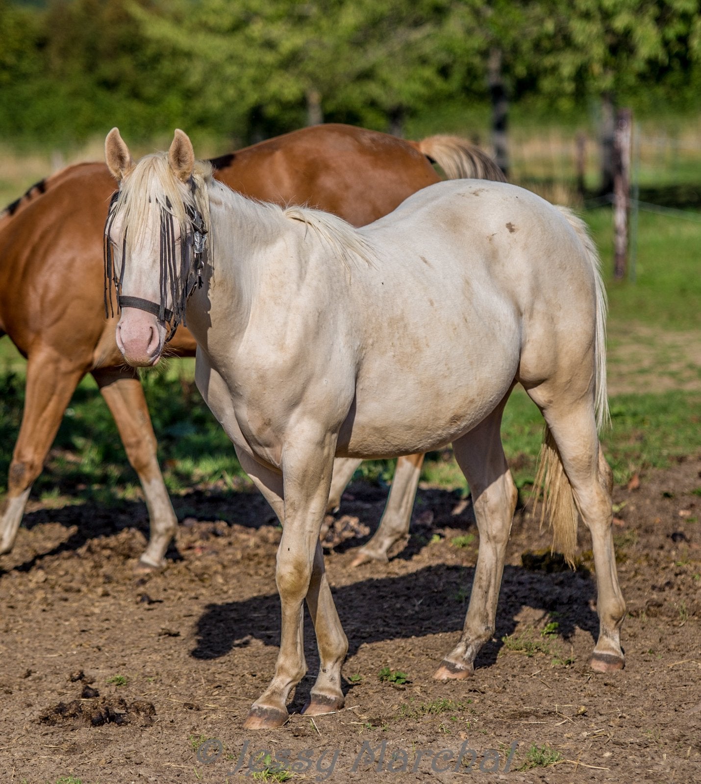Cremello quarter horse merrie 2025, Dieren en Toebehoren, Merrie, Onbeleerd, Gechipt, 0 tot 2 jaar