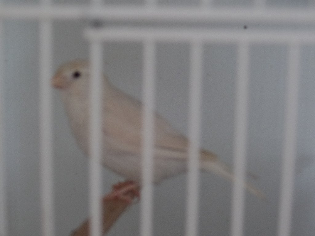 Koppel Isabelpastel wit. 40 euro., Dieren en Toebehoren, Kleurkanarie