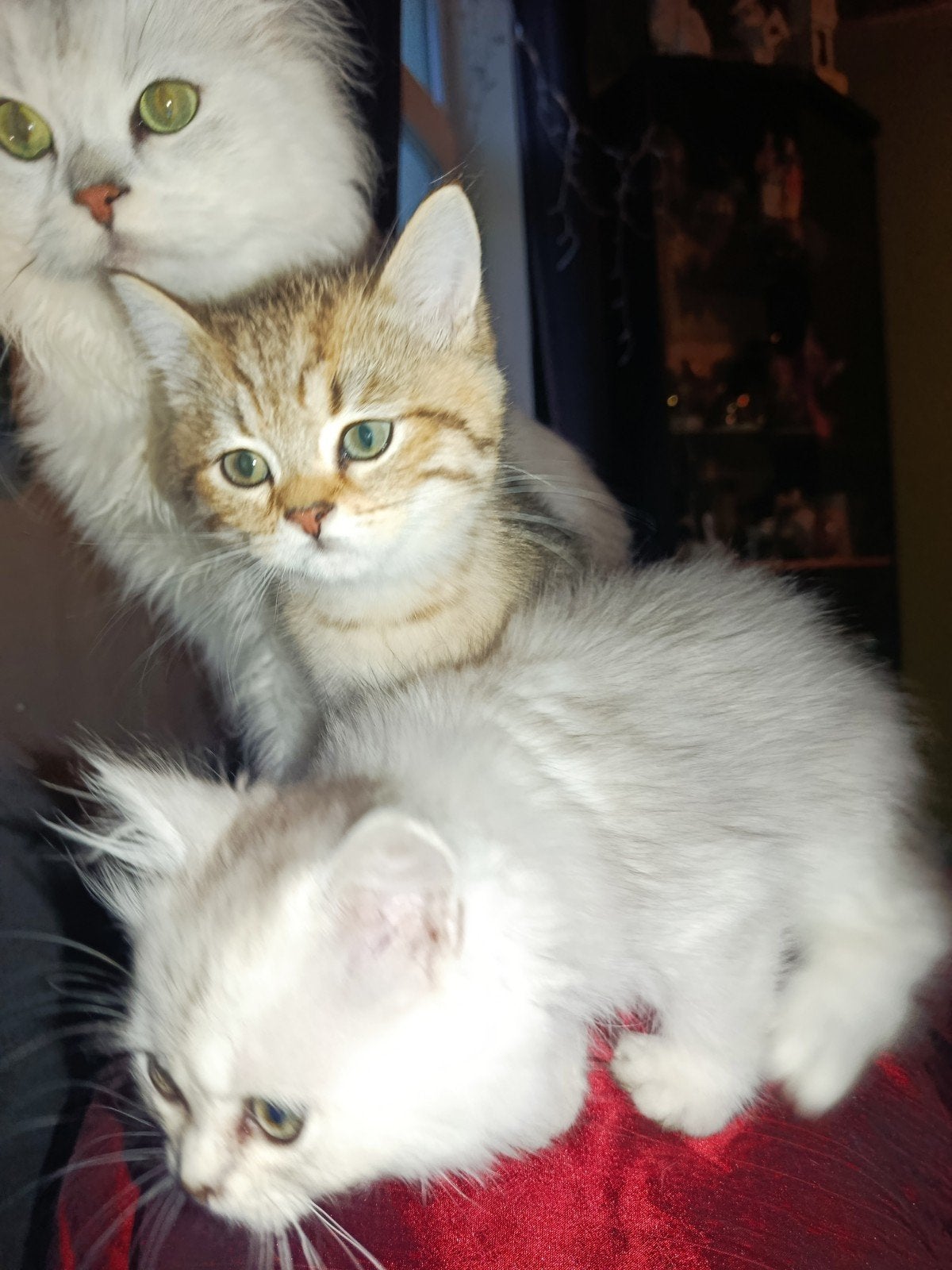 British korthaar kittens, Plusieurs animaux, Avec pedigree, 0 à 2 ans