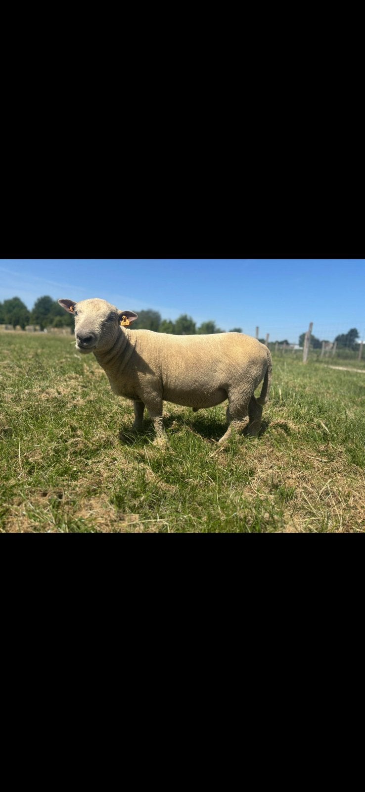 Babydoll schaap, Dieren en Toebehoren, Maart, Mannelijk