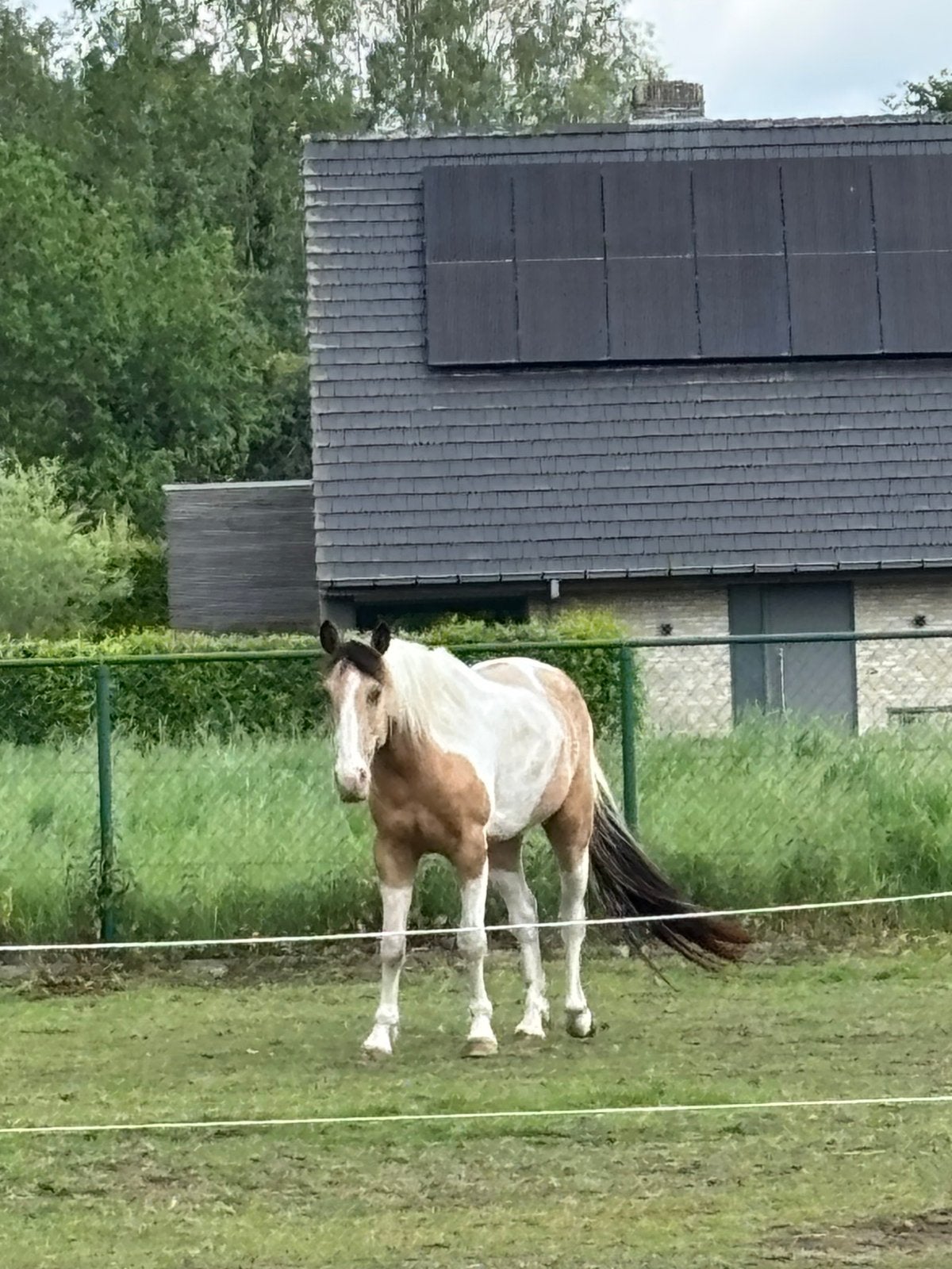 Lieve ruin niet voor beginners project paardje, Dieren en Toebehoren, Ruin