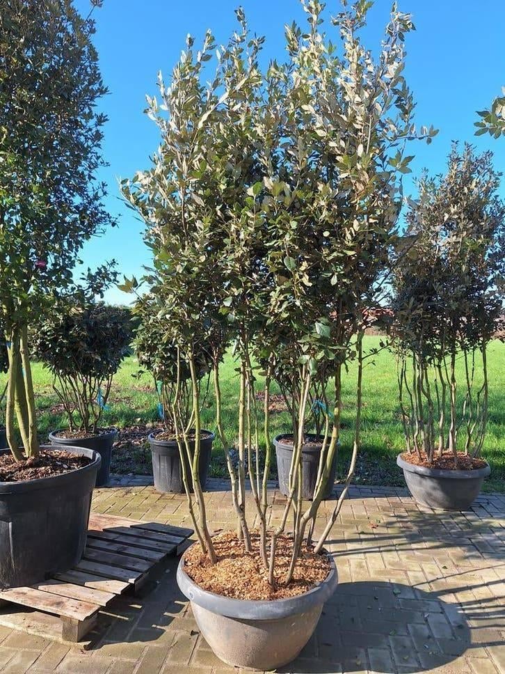 Steeneik & Kurkeik – Quercus Ilex en Quercus Suber, Tuin en Terras, Ophalen of Verzenden