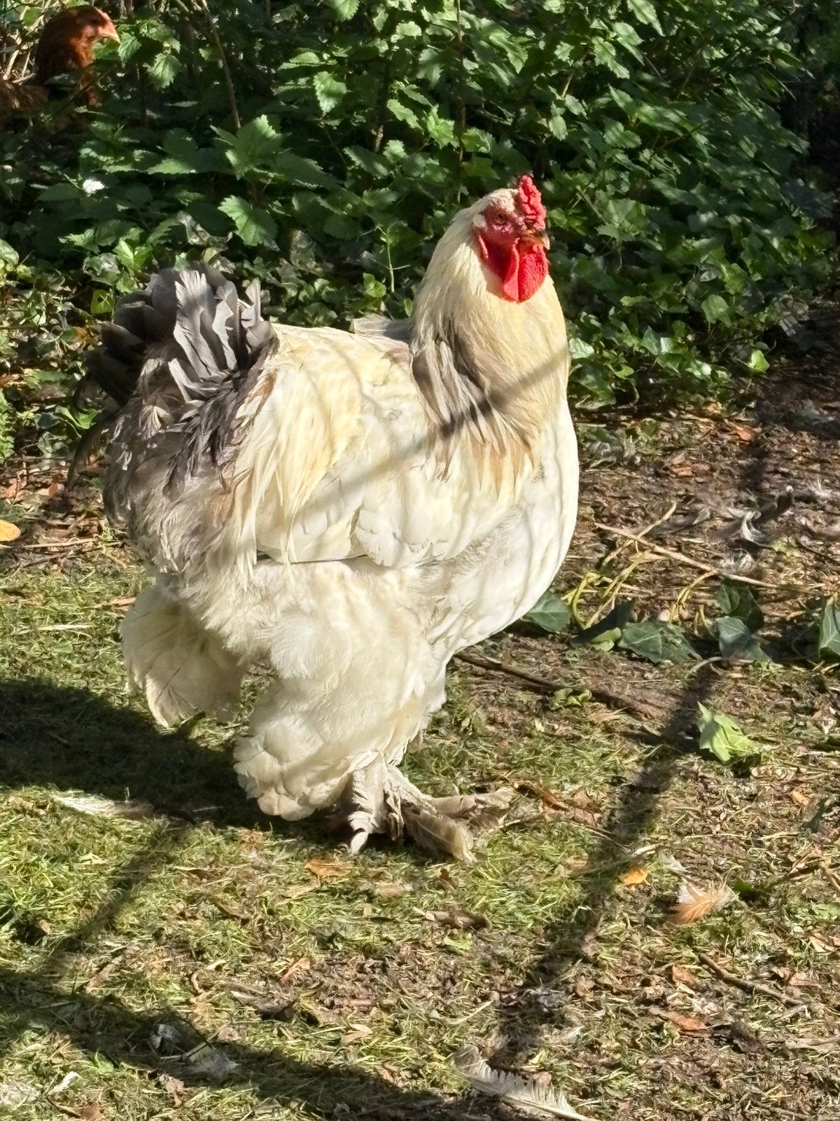 mooie grote forse brahma, Dieren en Toebehoren, Mannelijk, Kip