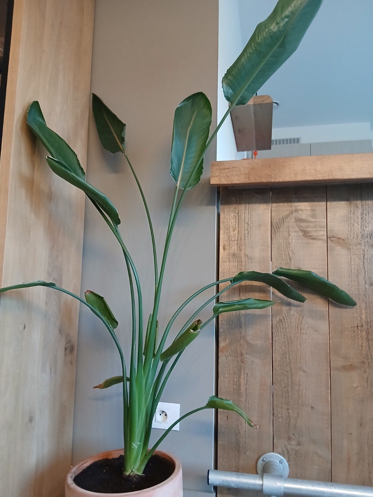 BELLE PLANTE À FLEURS EN FORME D'OISEAU DE PARADIS AVEC POT, Enlèvement