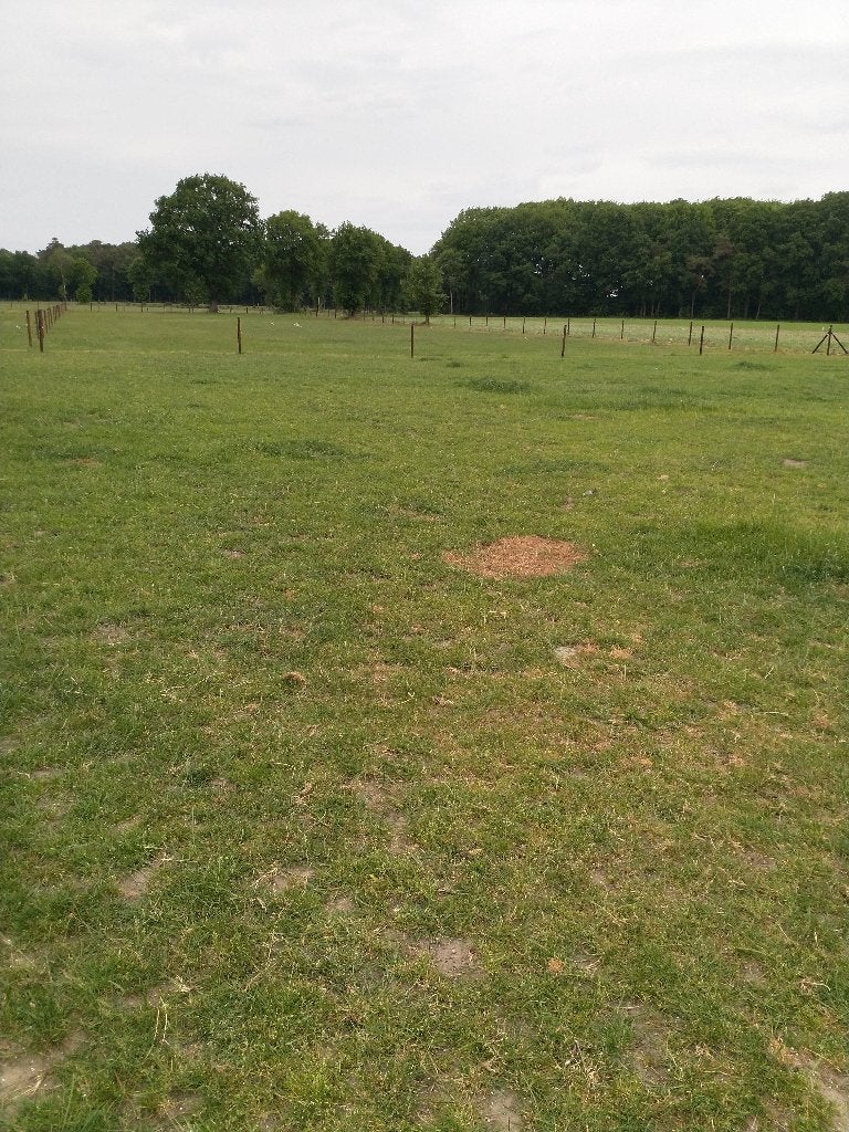 Paarde weide te huur met stalling, Mise à l'étable, 1 cheval ou poney
