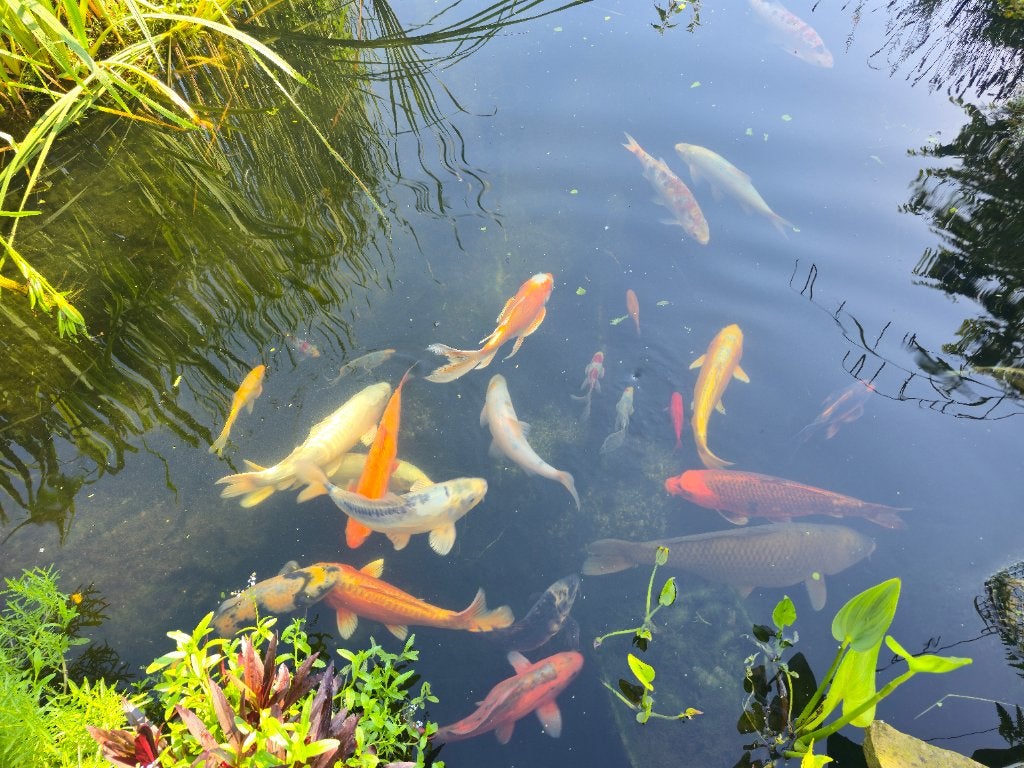 Poisson Koi, Animaux & Accessoires, Carpe ou Koï