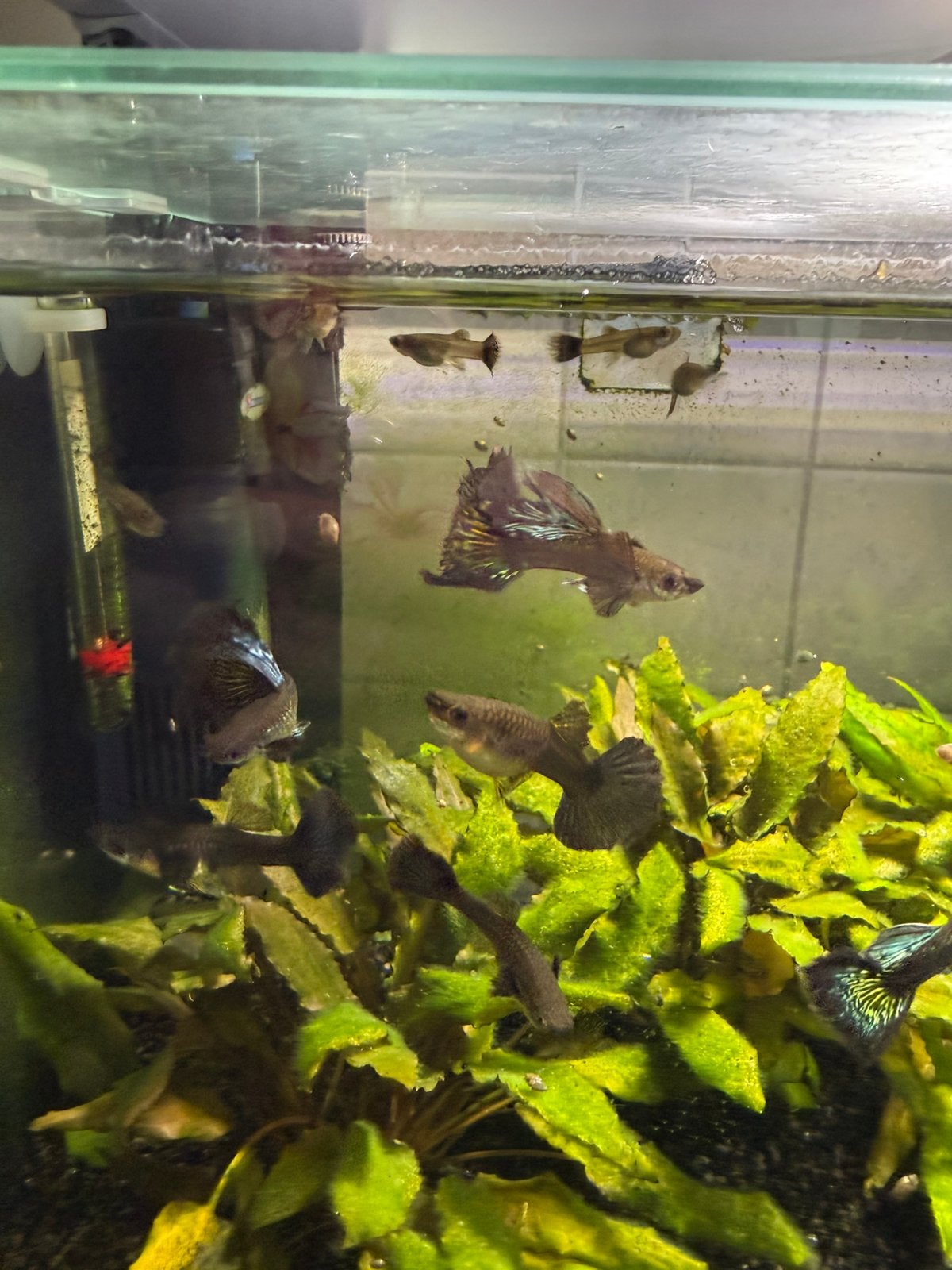 Kweekgroep green dragon te koop!, Dieren en Toebehoren