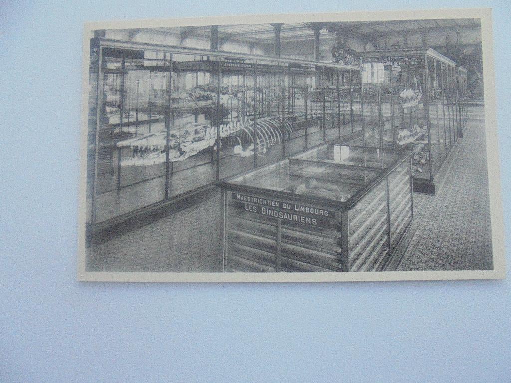 brussel historisch  museum -geraamte van hinosaurus, Verzenden, 1940 tot 1960, Ongelopen, Overige thema's