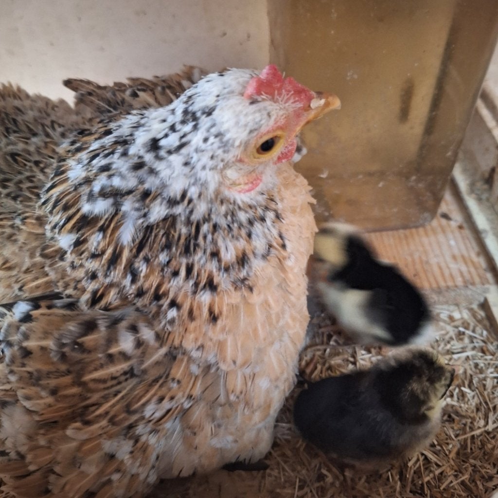 Serama hen met jongen, Dieren en Toebehoren, Meerdere dieren, Kip