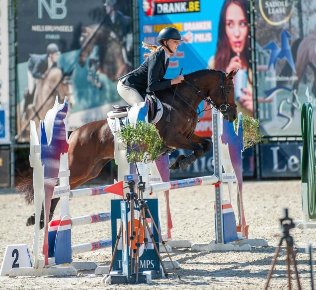 Bloedmooie polyvalente D-sportpony met ongeëvenaard karakter, Avec pedigree, L, Poney D (1.37 m à 1.48m), Poney de saut